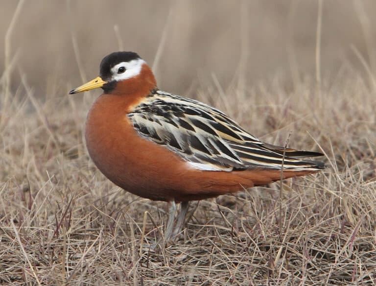 Phalaropus fulicarius (Phalaropus fulicarius)