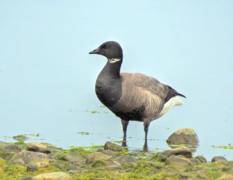Merihanhi (Branta bernicla)