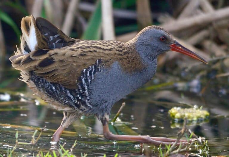 Vesirata (Rallus aquaticus)