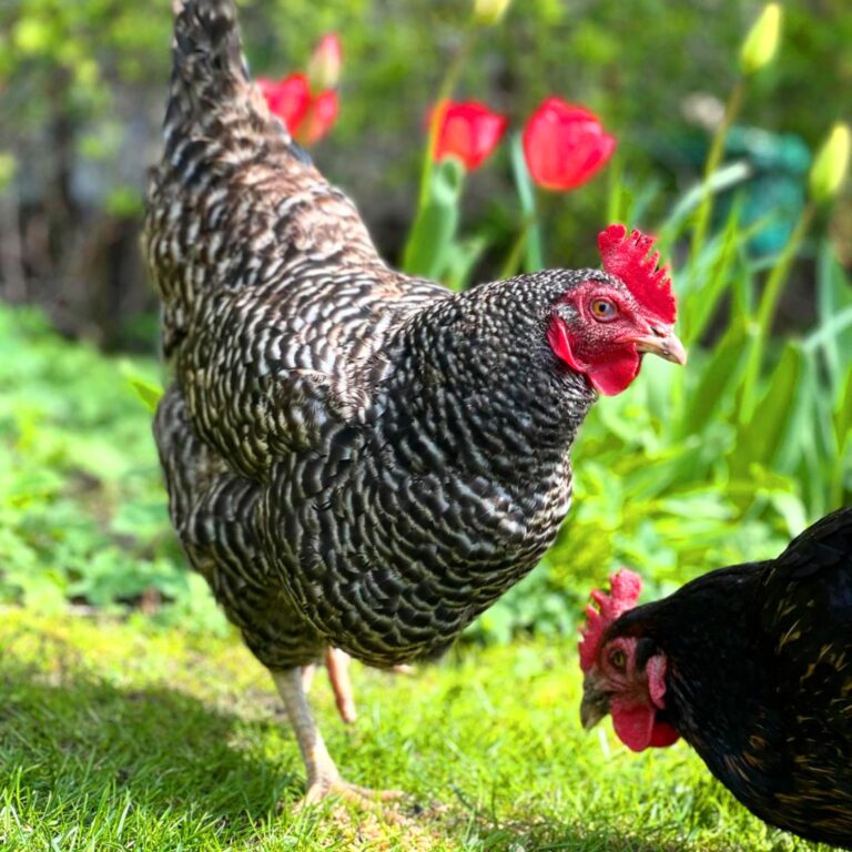 skånen kukkanakana