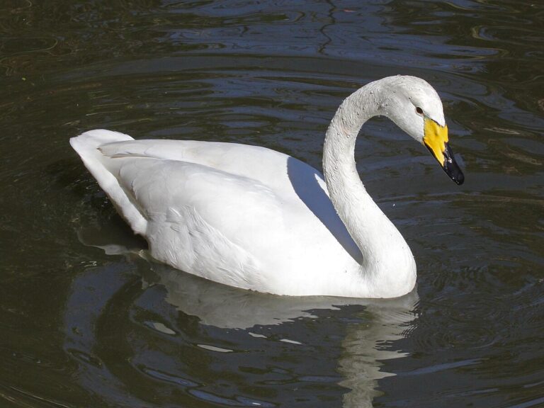 Laulujoutsen (Cygnus cygnus)