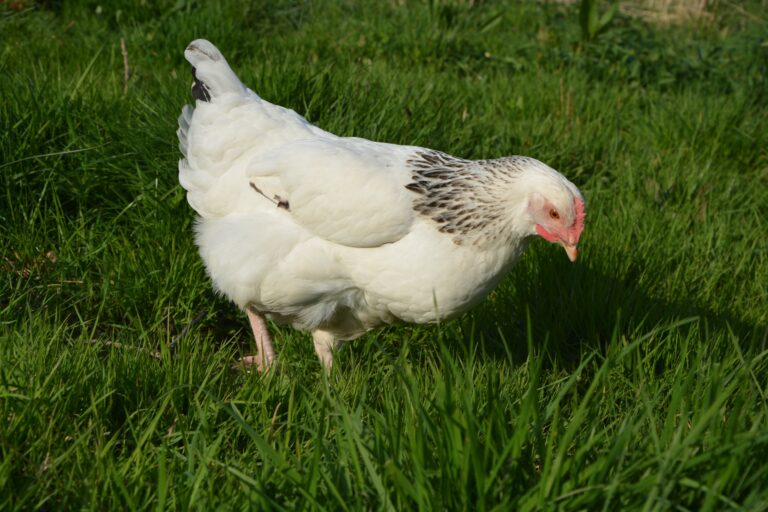 Ölands-kana (Gallus gallus domesticus)