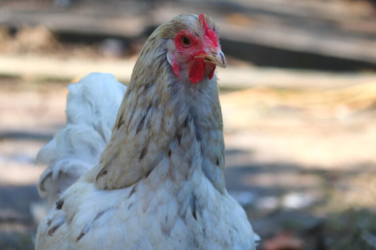 Ölands-kääpiökana (Gallus gallus domesticus)