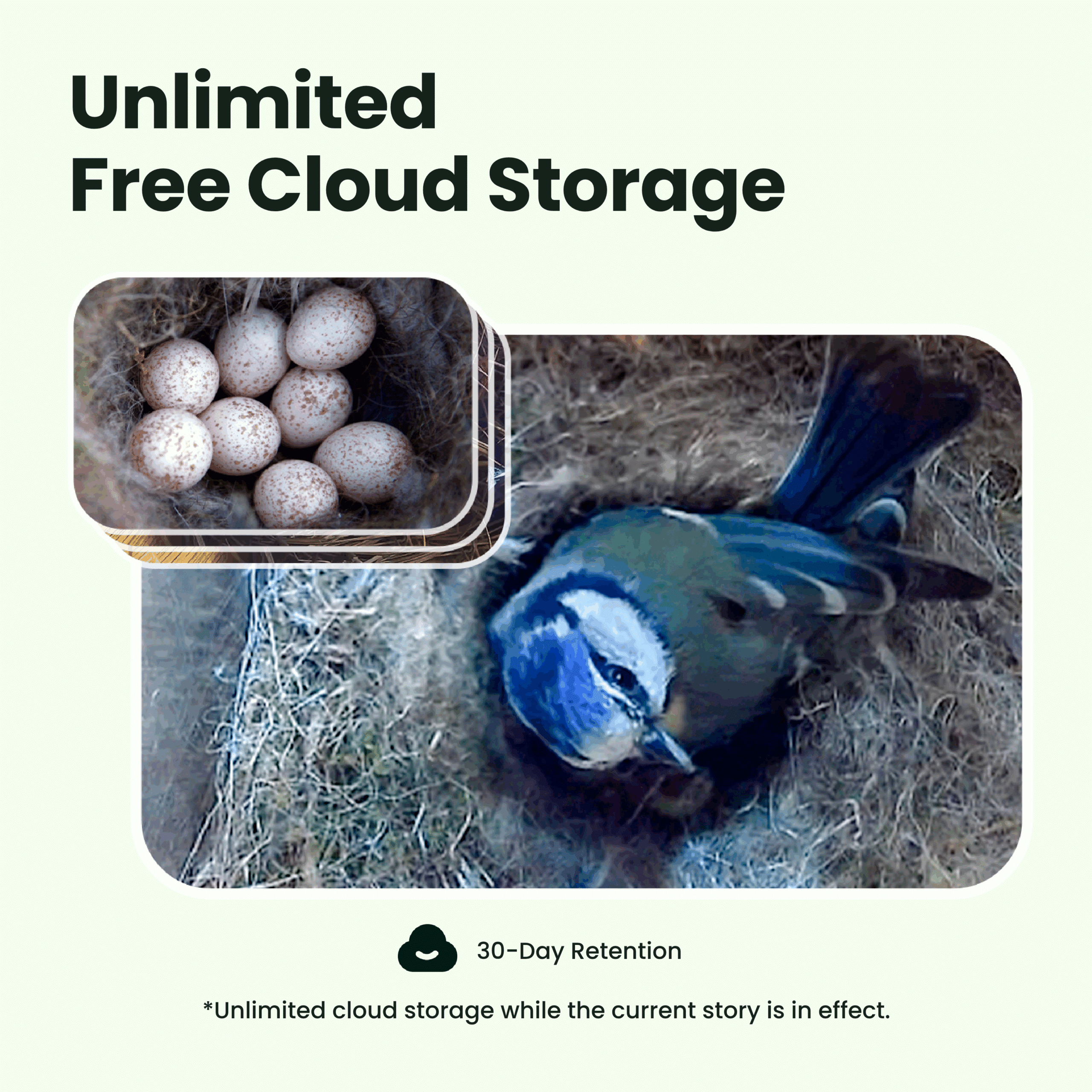 Birdfy, linnunruokinta kameralla, sininen (kopia) 3 Birdfy, linnunruokinta kameralla, sininen (kopia) - Image 3