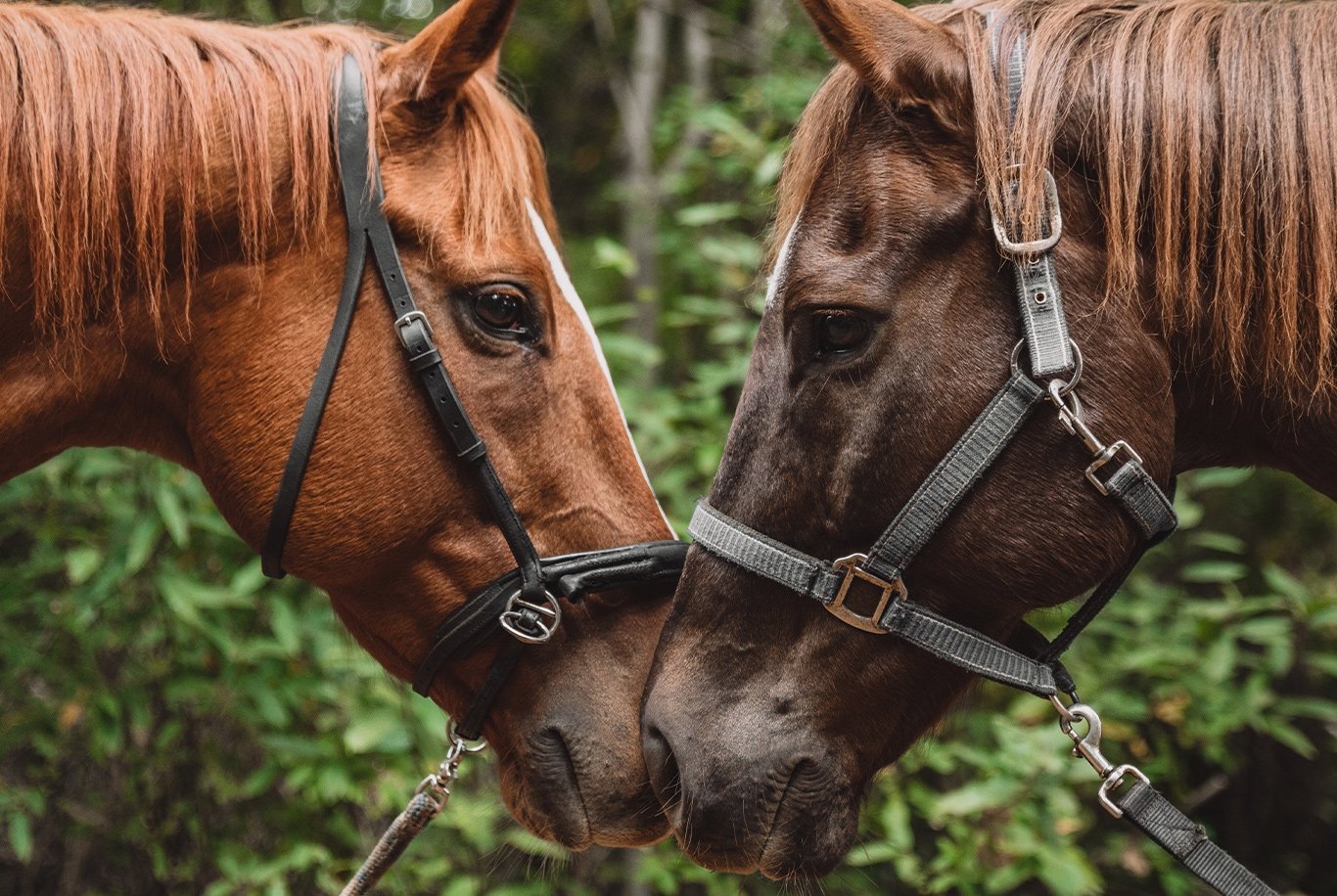 Kosttillskott häst - Himalaya Saltsten 2 Två hästar som nosar på varandra