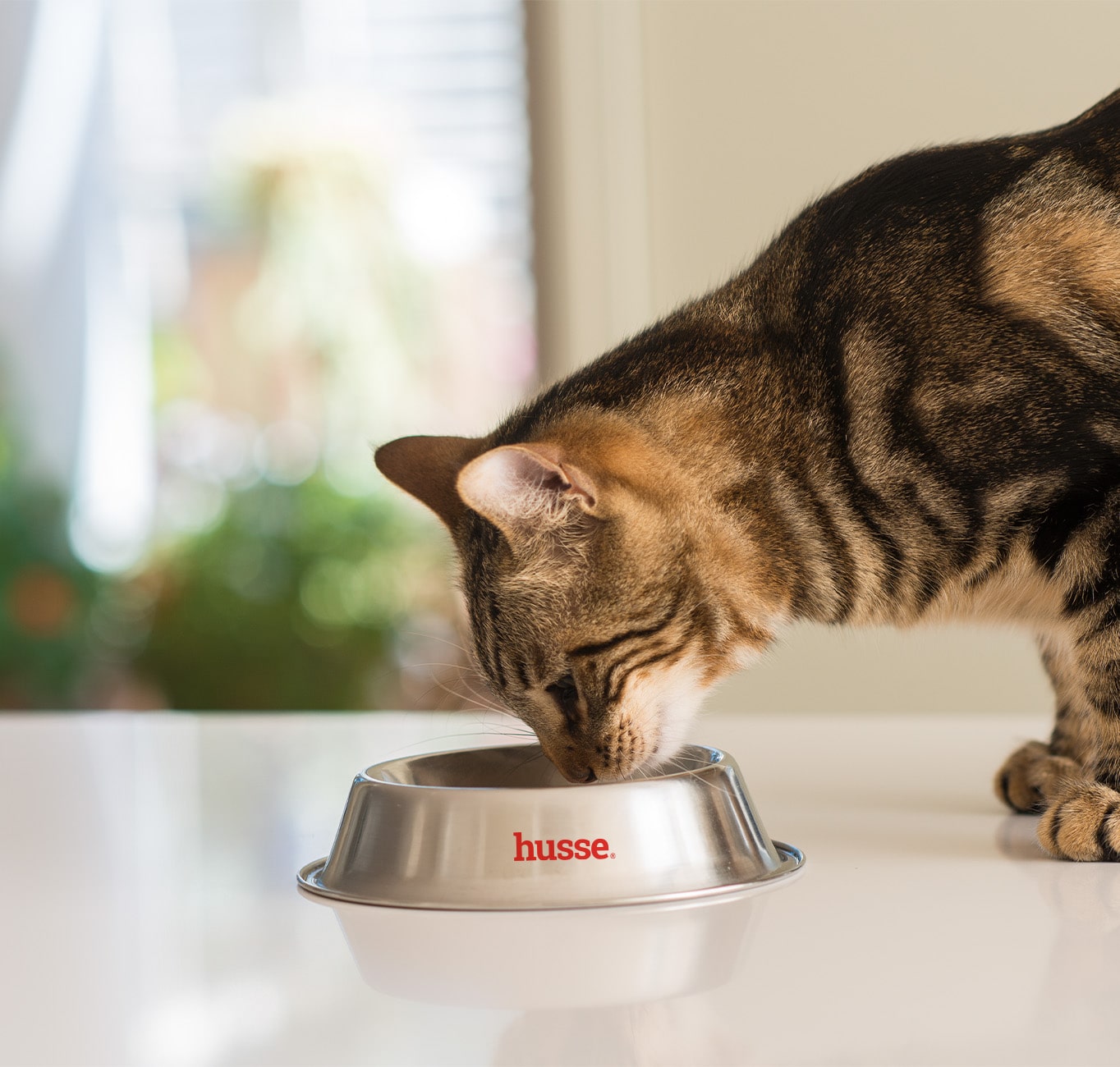 Blötmat katt - HUSSE Meal Kit Kyckling & kalkon Cat 12x85 g 2 Katt äter från Husse-skål.
